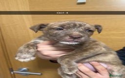 Mixed Breed dogs for sale: Puppies for sale  - Image 21