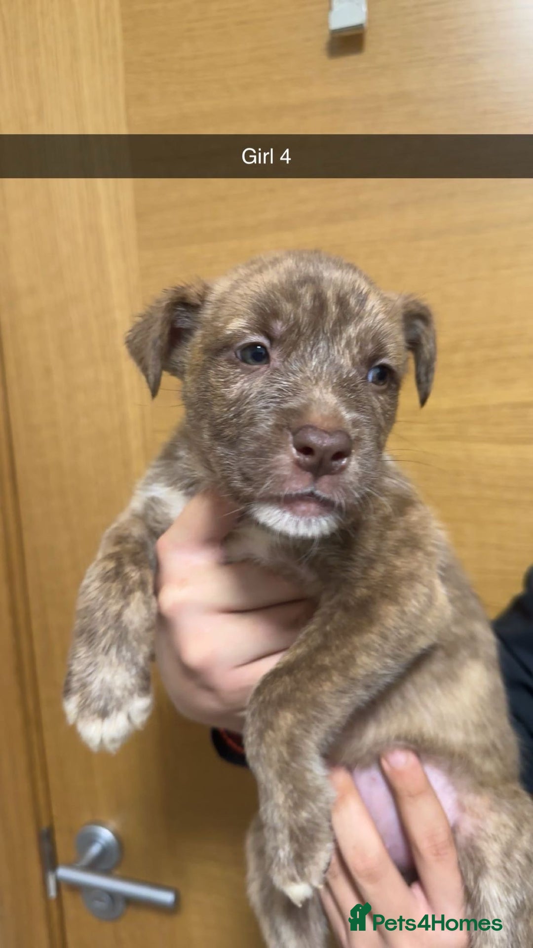 Mixed Breed dogs for sale: Puppies for sale  - Image 21