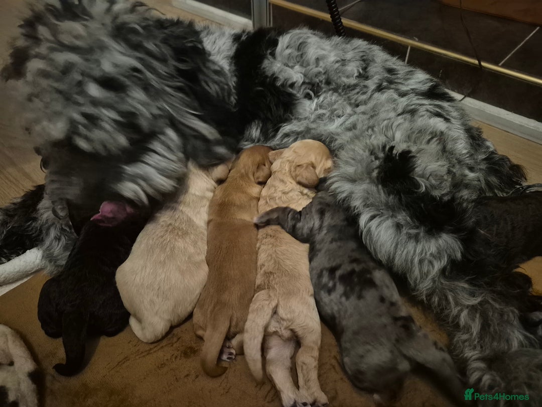 Cockapoo dogs for sale: Loving forever homes wanted. Perfect Cockapoo's.   - Image 2