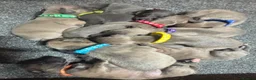 Whippet dogs for sale: KC Registered Whippet Puppies - Advert 11