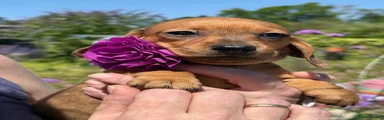 Dachshund 6