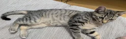 Mixed Breed cats for sale: Mr. Tabby wants to become part of your family - Advert 5