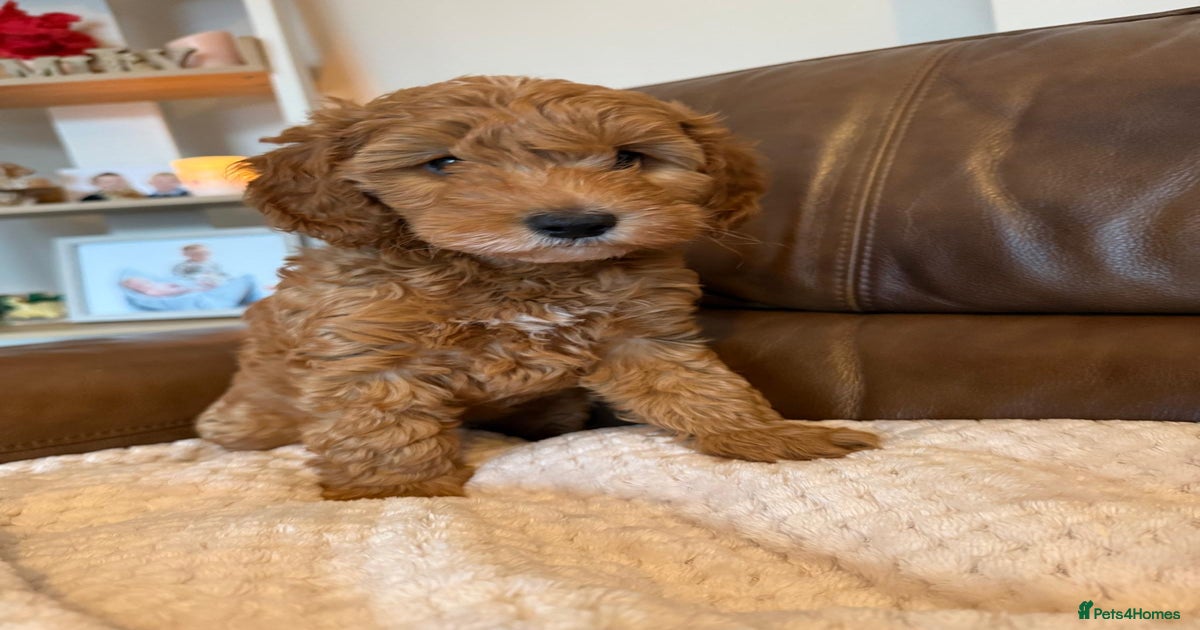 1 gorgeous Ruby Red Cockapoo Girl 💗 for sale in Darlington | Pets4Homes