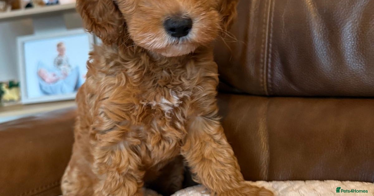 1 gorgeous Ruby Red Cockapoo Girl π for sale in Darlington | Pets4Homes