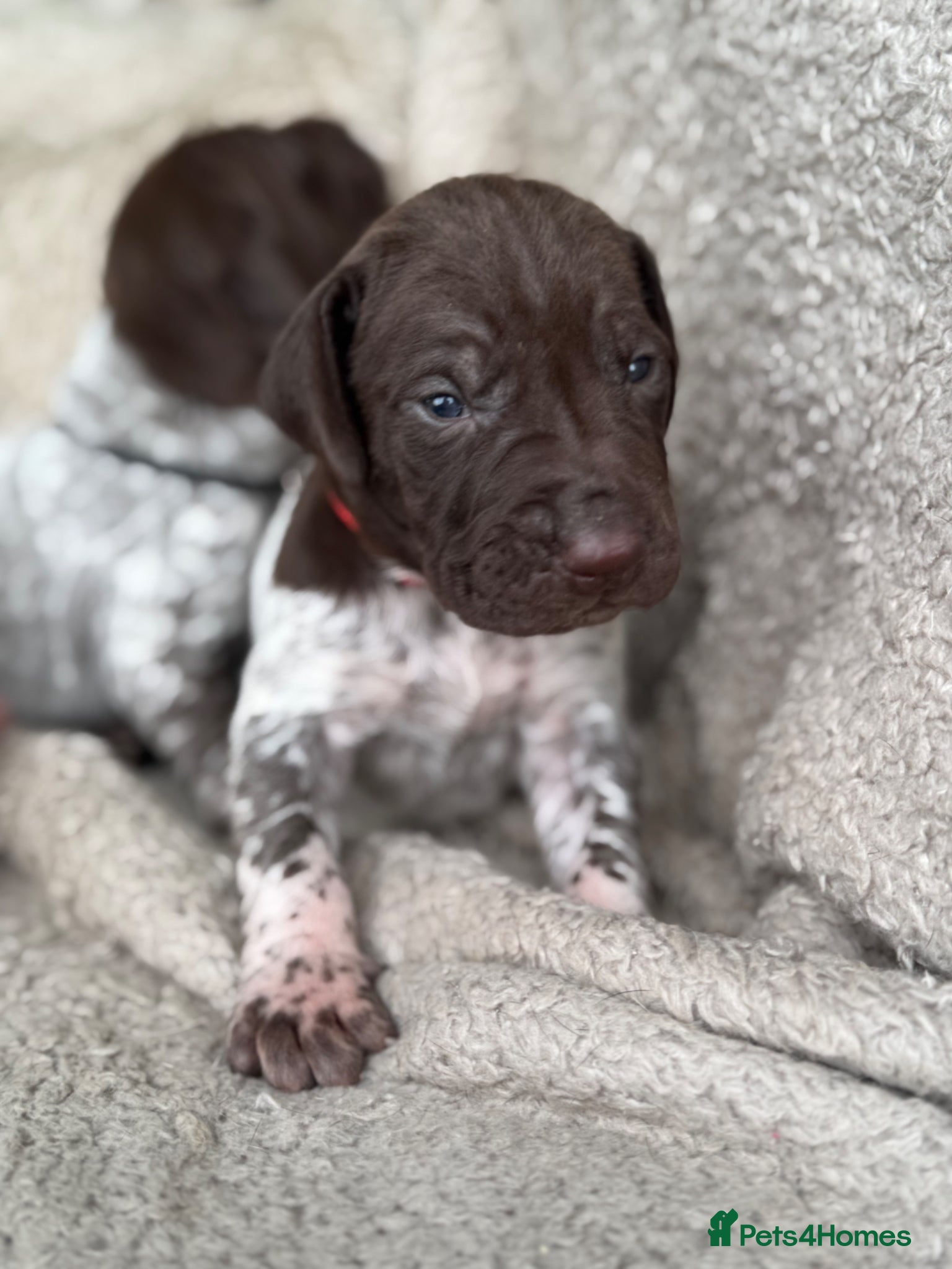 German Shorthaired Pointer dogs 🐾 KC Registered German Shorthaired Pointers - Advert 1