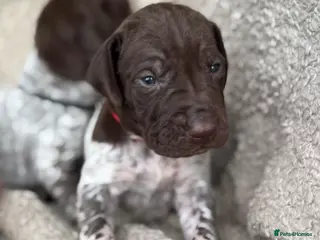 German Shorthaired Pointer dogs 🐾 KC Registered German Shorthaired Pointers - Advert 1