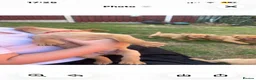 Labrador Retriever dogs for sale: Beautiful fox red Labrador litter  - Advert 3