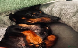 Dachshund dogs for sale: 3 year old female dachshund for sale  - Image 5