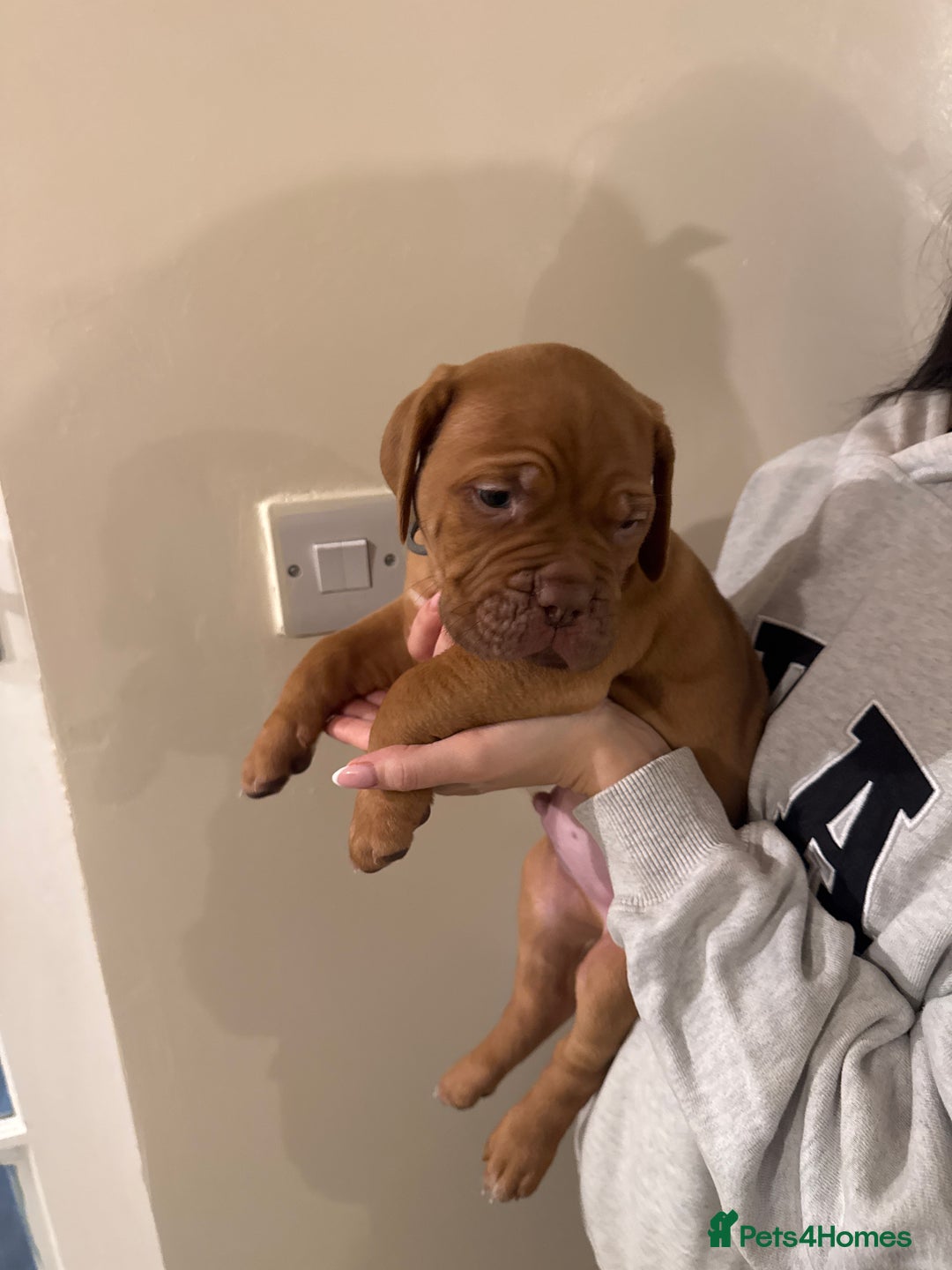 Dogue De Bordeaux dogs for sale: Dogue de Bordeaux pups for sale - Advert 7