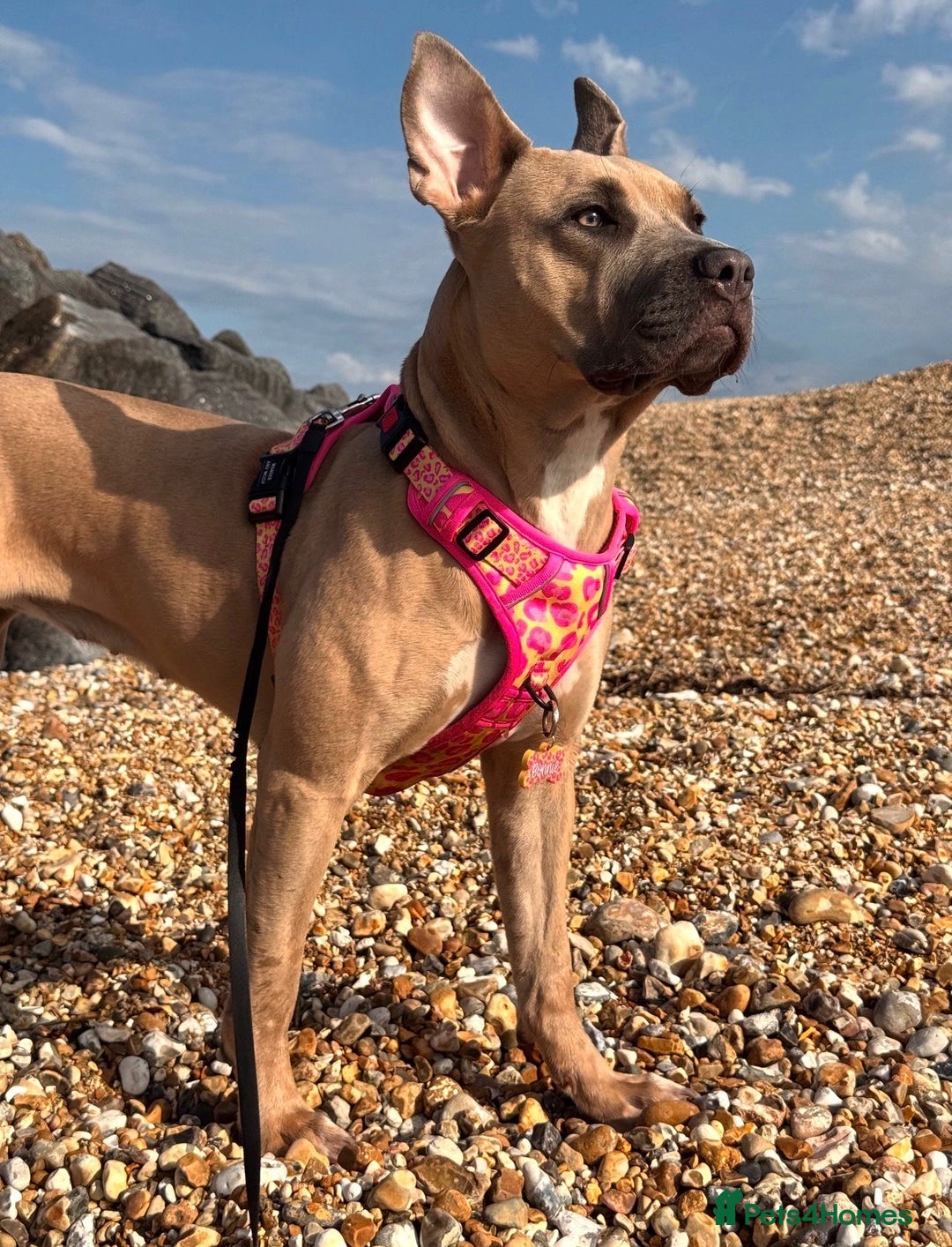 Mixed Breed dogs for sale: 🐾 BONNIE – LARGE BREED EXPERIENCE HOME NEEDED 🐾 - Advert 2