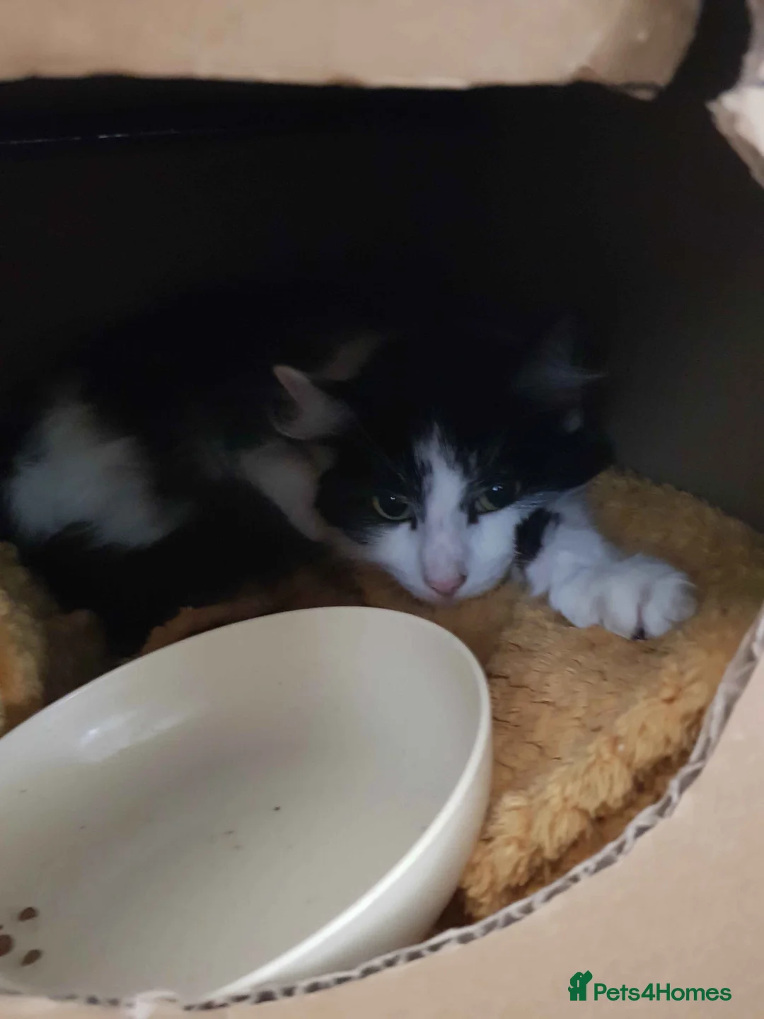 Mixed Breed cats for sale: Beautiful 4 year old cat (Doodles) - Advert 2