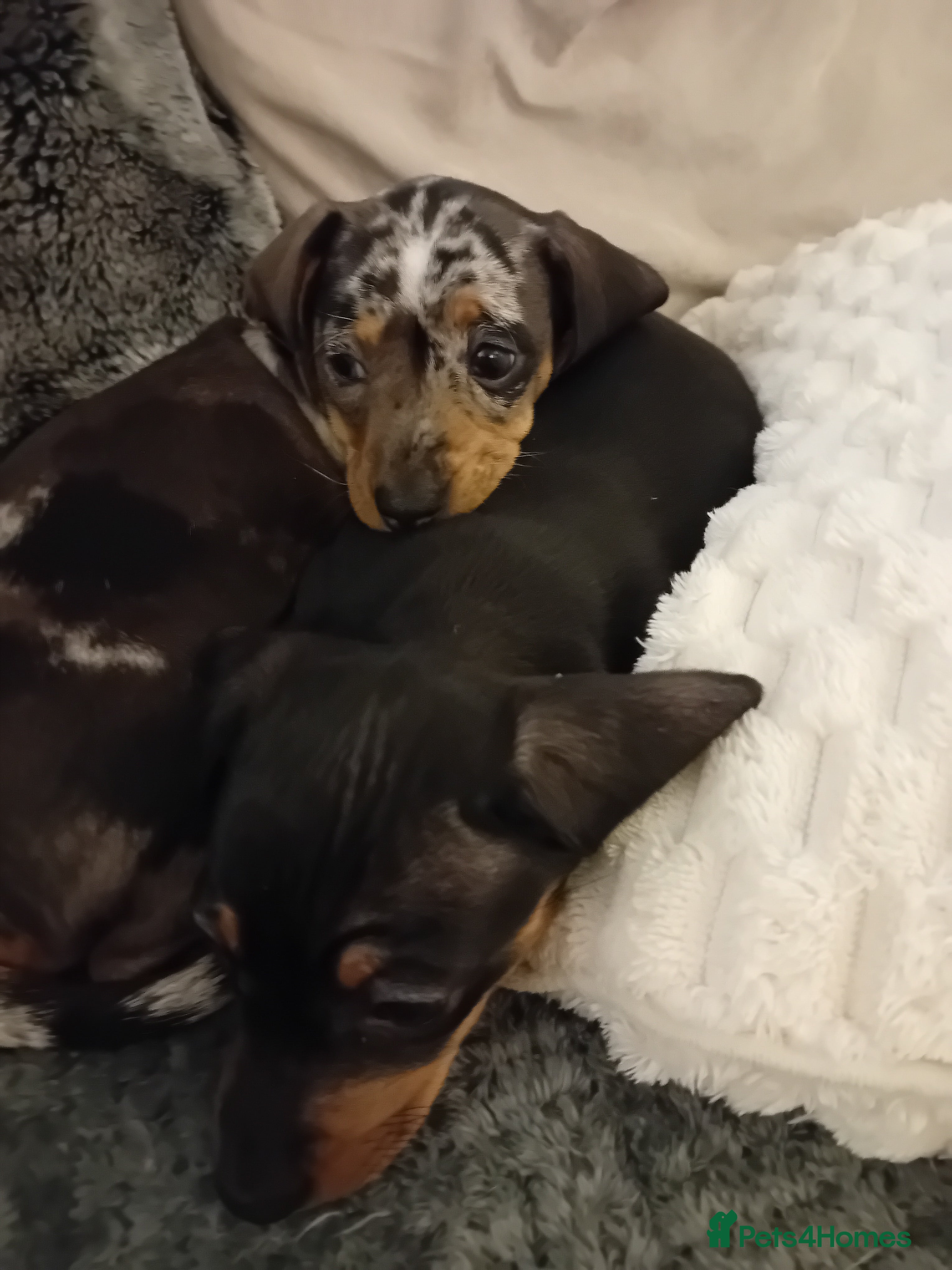 Dachshund dogs 3 beautiful small dachshund puppies  - Advert 9