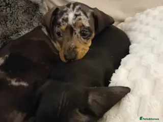 Dachshund dogs 3 beautiful small dachshund puppies - Advert 9