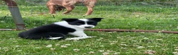 Border Collie dogs for sale: Border Collie Puppies - Advert 2