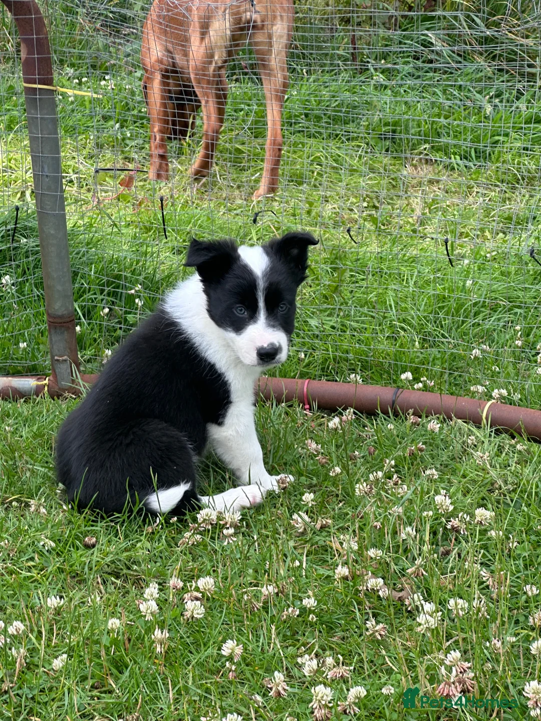 Border Collie dogs for sale: Border Collie Puppies - Advert 2