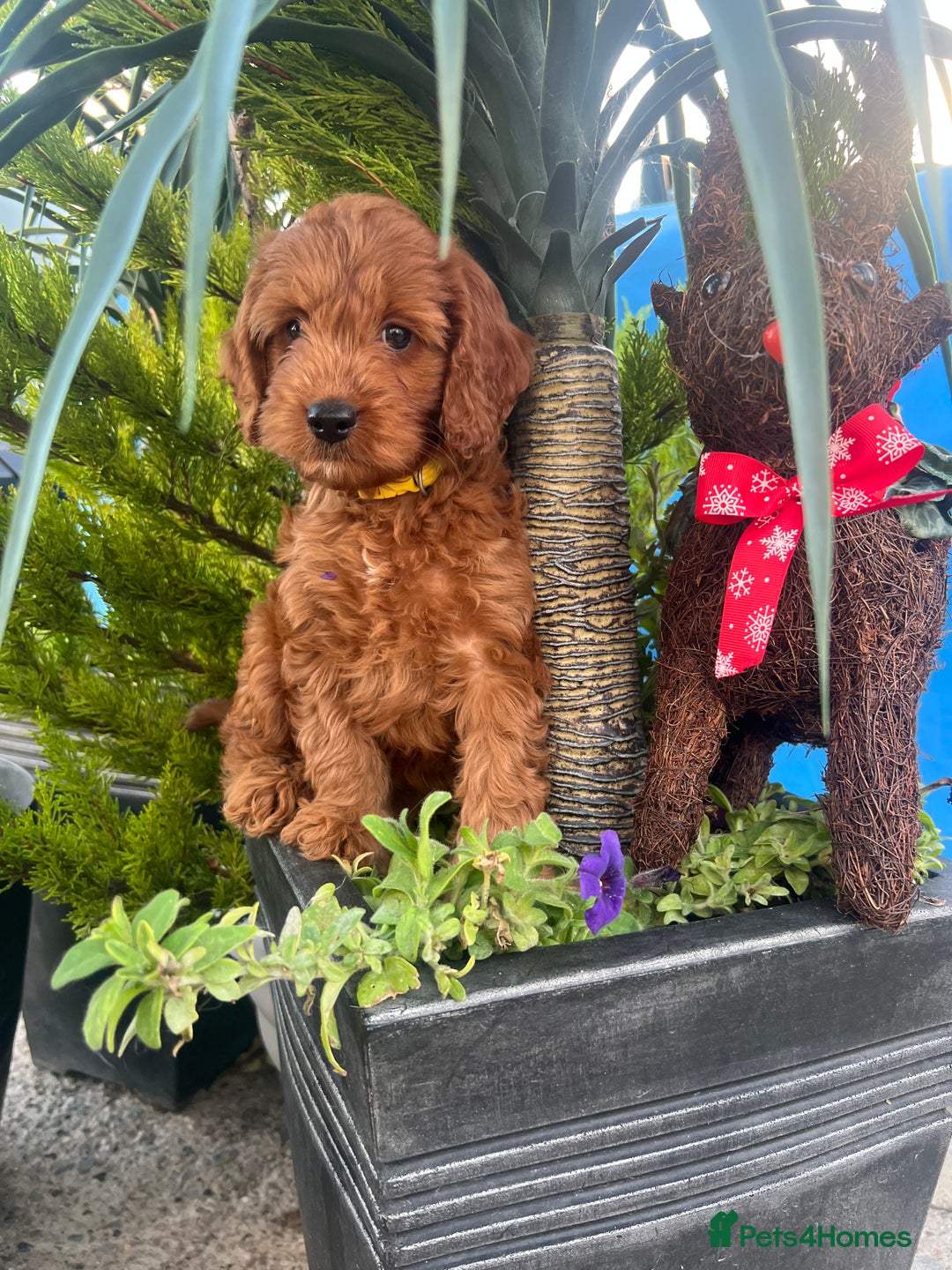 Cockapoo dogs for sale: LAST GIRL!!!!! F1 Cockapoo Puppies!!! - Advert 12