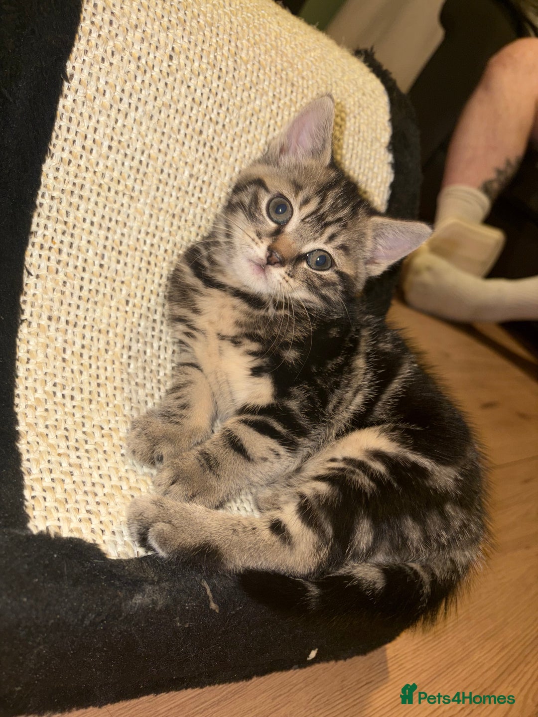 Mixed Breed cats for sale: 4 beautiful kittens  - Image 19