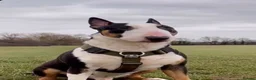 English Bull Terrier dogs for sale: English bull terrier puppies - Advert 8