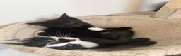 Mixed Breed cats for sale: Beautiful kittens for sale - Advert 5