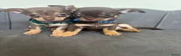 Chihuahua dogs for sale: Stunning KC Reg Chocolate Chihuahuas - Advert 9