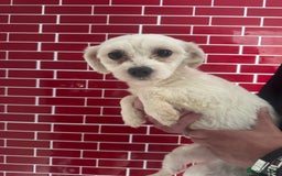 Maltese dogs for sale: Adorable maltese Girl 💕 in Market Rasen - Image 2