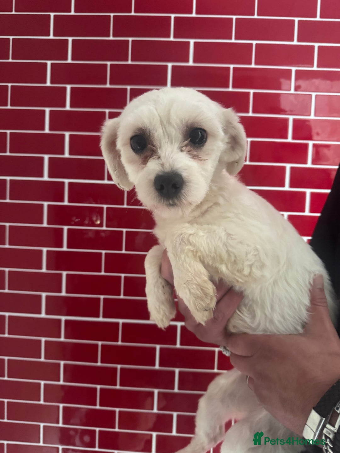 Maltese dogs for sale: Adorable maltese Girl 💕 in Market Rasen - Image 2