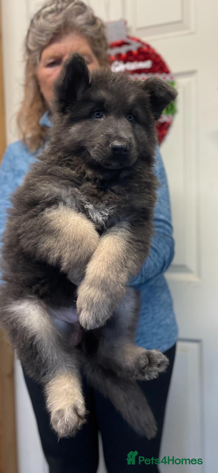 Mixed Breed dogs Quality health tested German shepherds  - Advert 14