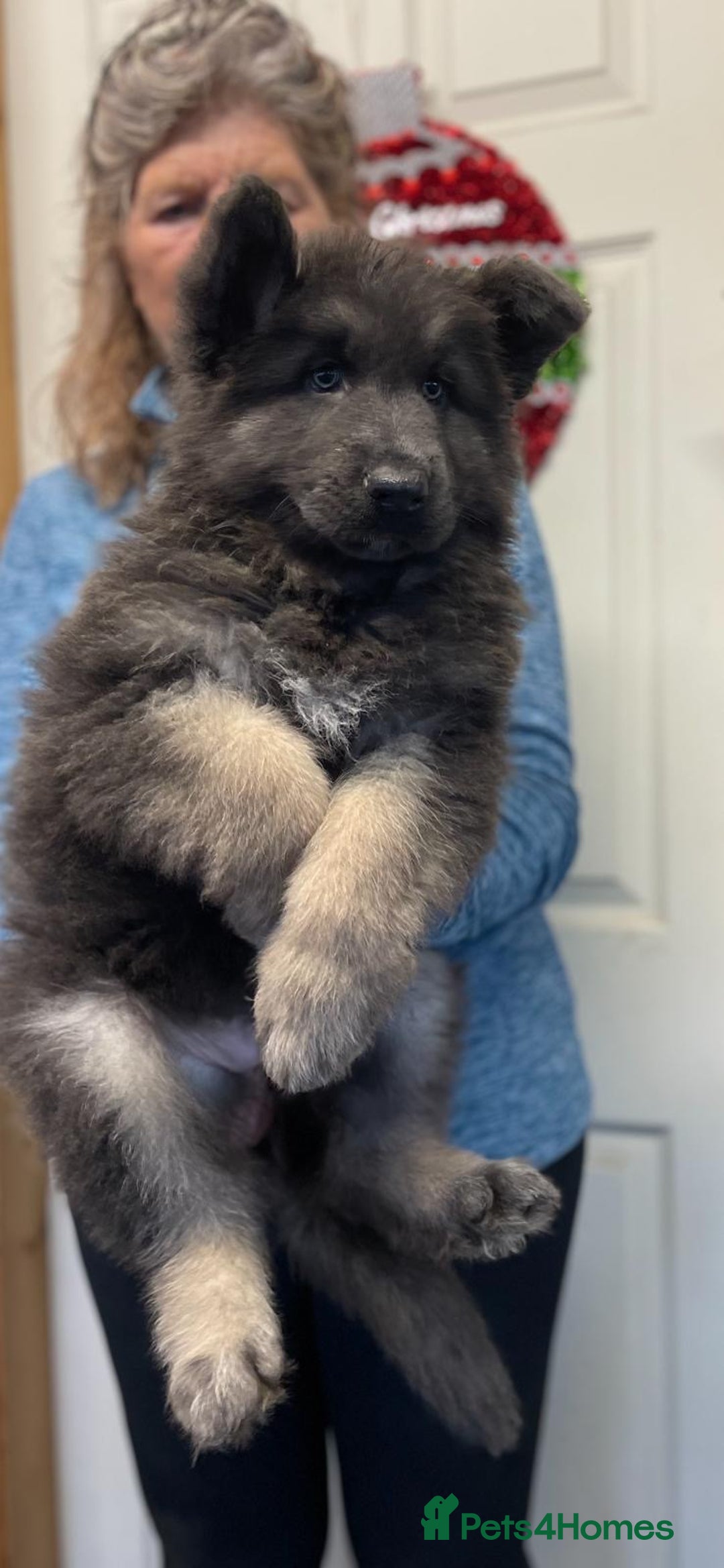 Mixed Breed dogs for sale: Quality health tested German shepherds  - Advert 1