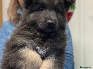 Mixed Breed dogs Quality health tested German shepherds - Advert 1