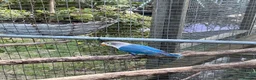 Lovebirds birds for sale: Fishers love birds for sale  - Advert 3