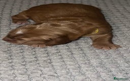 Cocker Spaniel dogs for sale: 🐶🐶🐶6 STUNNING WORKING COCKER SPANIELS🐶🐶🐶 - Image 23