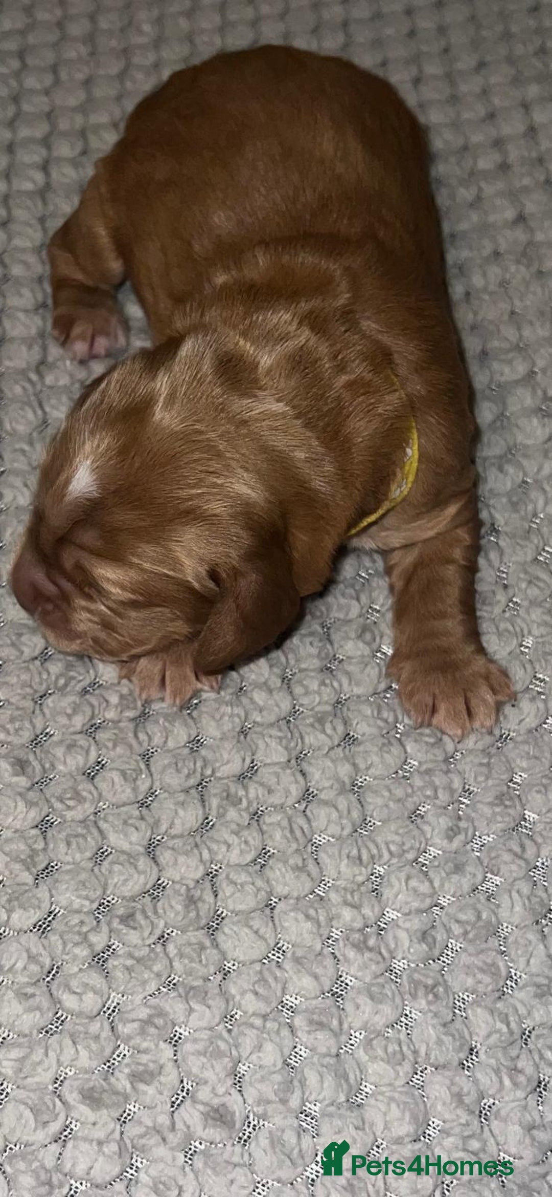 Cocker Spaniel dogs for sale: 🐶🐶🐶6 STUNNING WORKING COCKER SPANIELS🐶🐶🐶 - Image 23