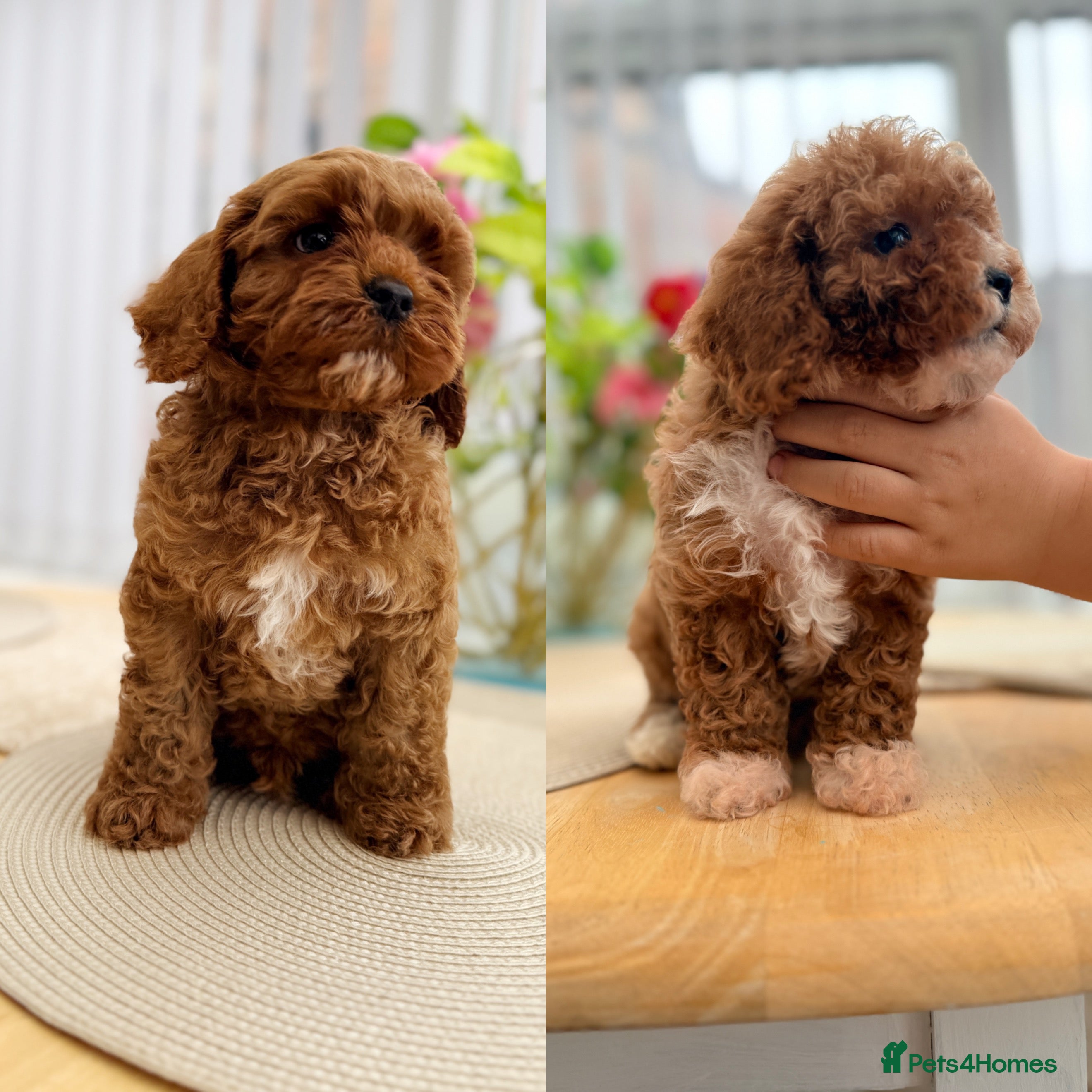 Cavapoo dogs Ready NOW only TWO boys left! F1bb Toy Cavapoos - Advert 4