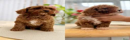 Cavapoo dogs for sale: Ready NOW only TWO boys left! F1bb Toy Cavapoos - Advert 1