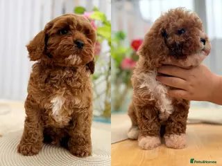 Cavapoo dogs Ready NOW only TWO boys left! F1bb Toy Cavapoos - Advert 4