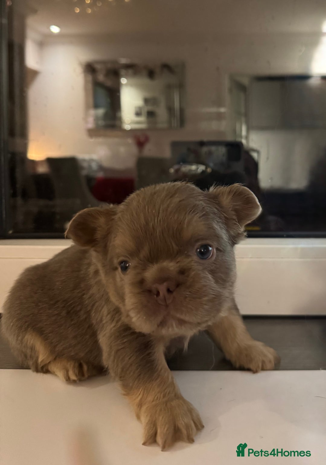 French Bulldog dogs for sale: Outstanding Frenchie pups  - Advert 17