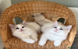 Ragdoll cats for sale: Beautiful Bi Colour Ragdoll - Image 1