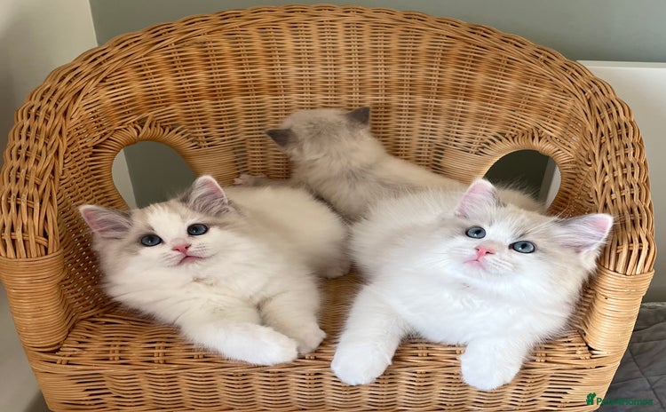 Ragdoll cats - Advert 15