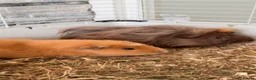 Guinea Pig rodents for sale: 2 male guinea pigs  in Newport - Advert 3