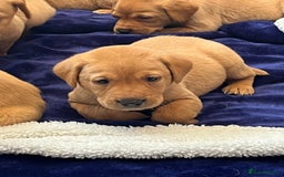 Labrador Retriever dogs for sale: Kennel Club Fox Red Labrador Puppies Health Tested - Advert 24