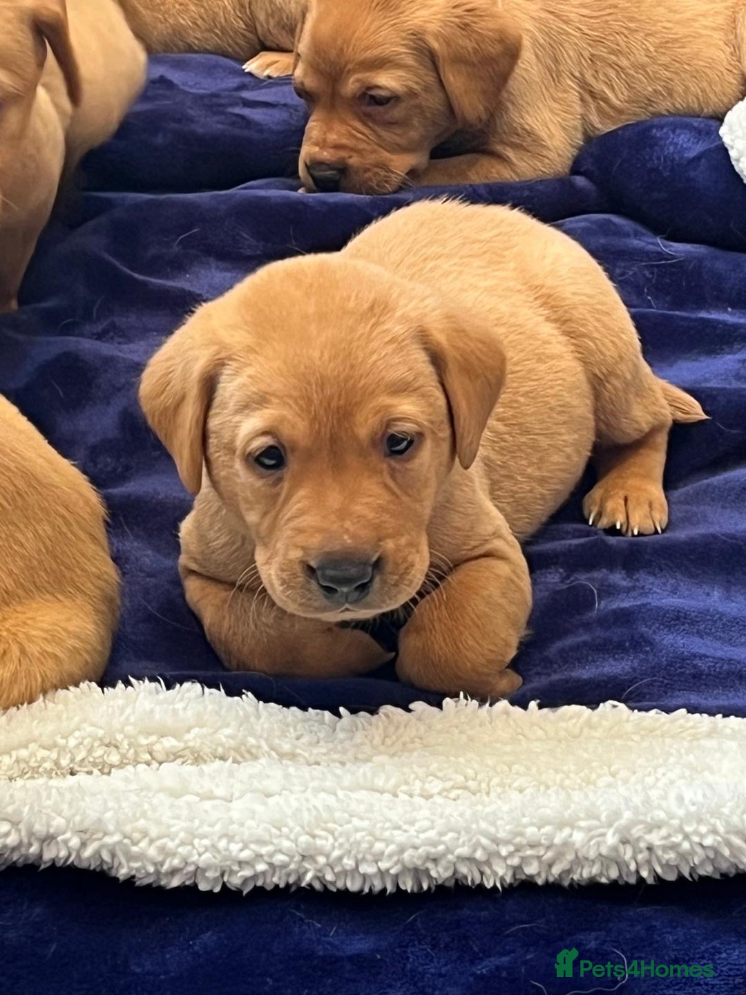 Labrador Retriever dogs for sale: Kennel Club Fox Red Labrador Puppies Health Tested - Advert 24