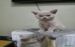 British Shorthair cats for sale: Beautiful British shorthair kittens - Image 25