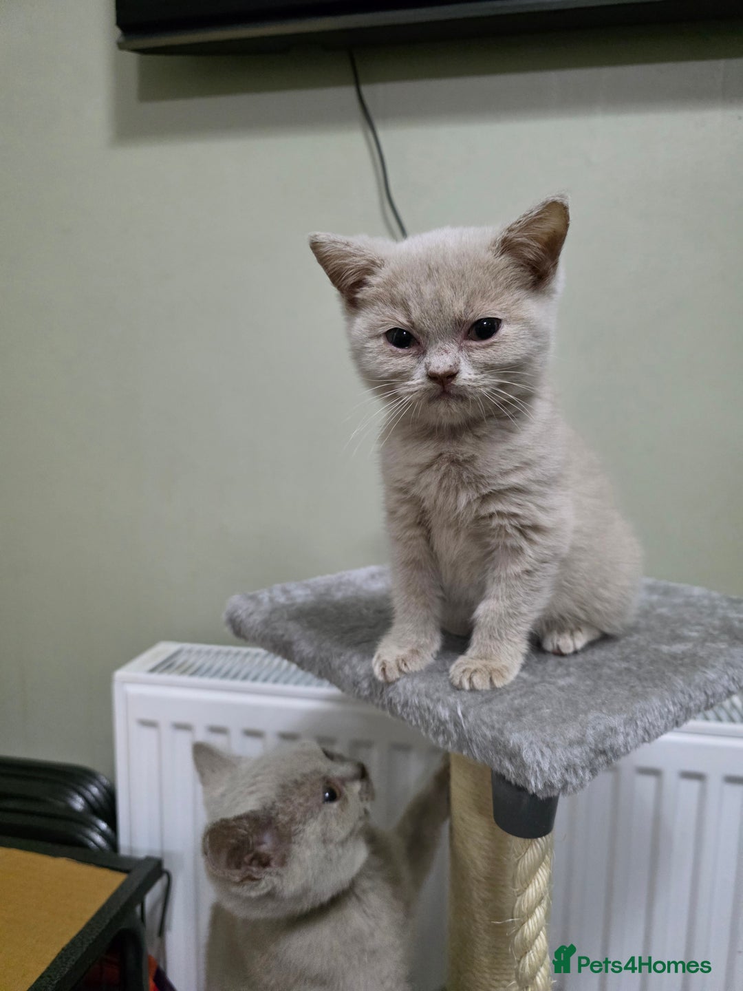 British Shorthair cats for sale: Beautiful British shorthair kittens - Image 25