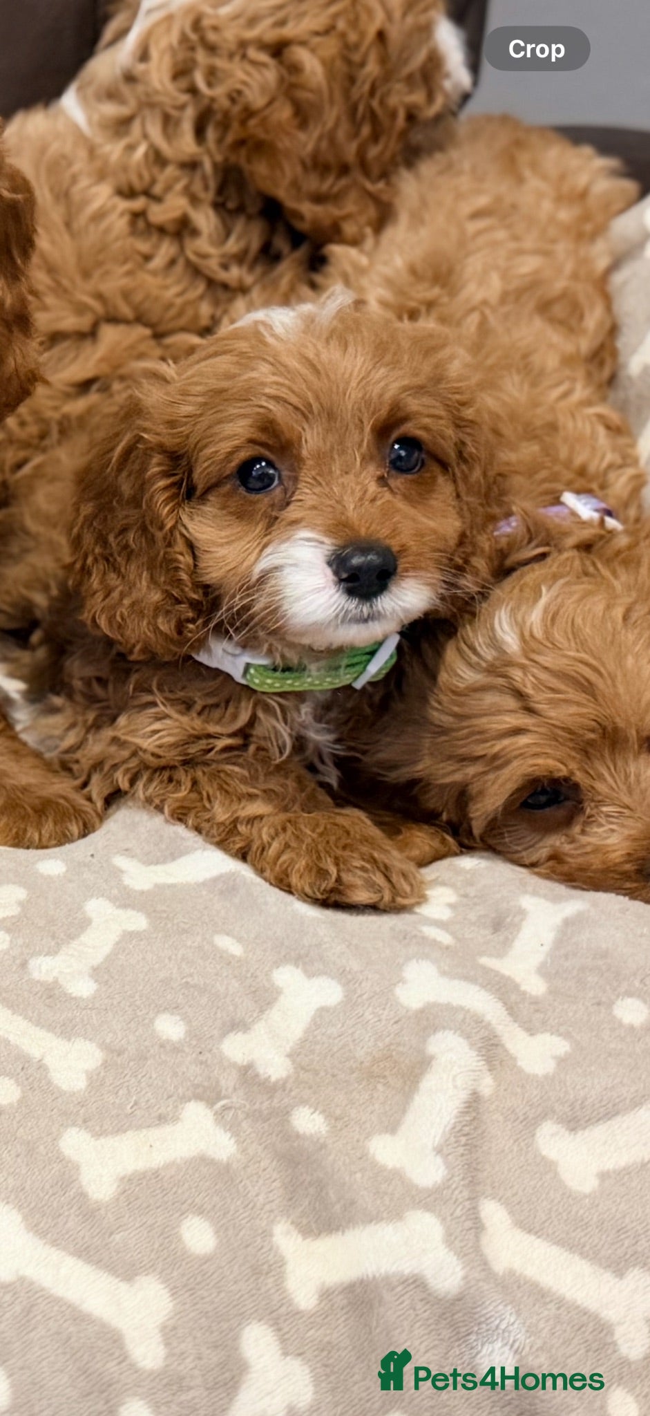 Cavapoo dogs Exceptional F1 Toy Cavapoos-Health Tested Parents - Advert 2