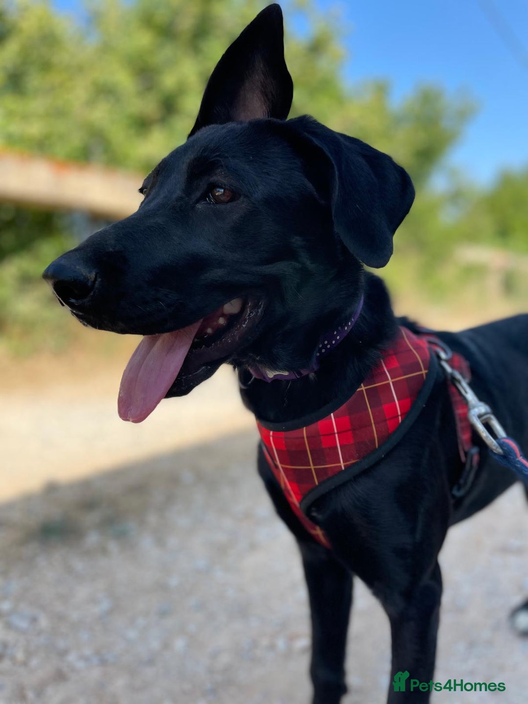 Mixed Breed dogs for adoption: Lovely Leah - Image 21