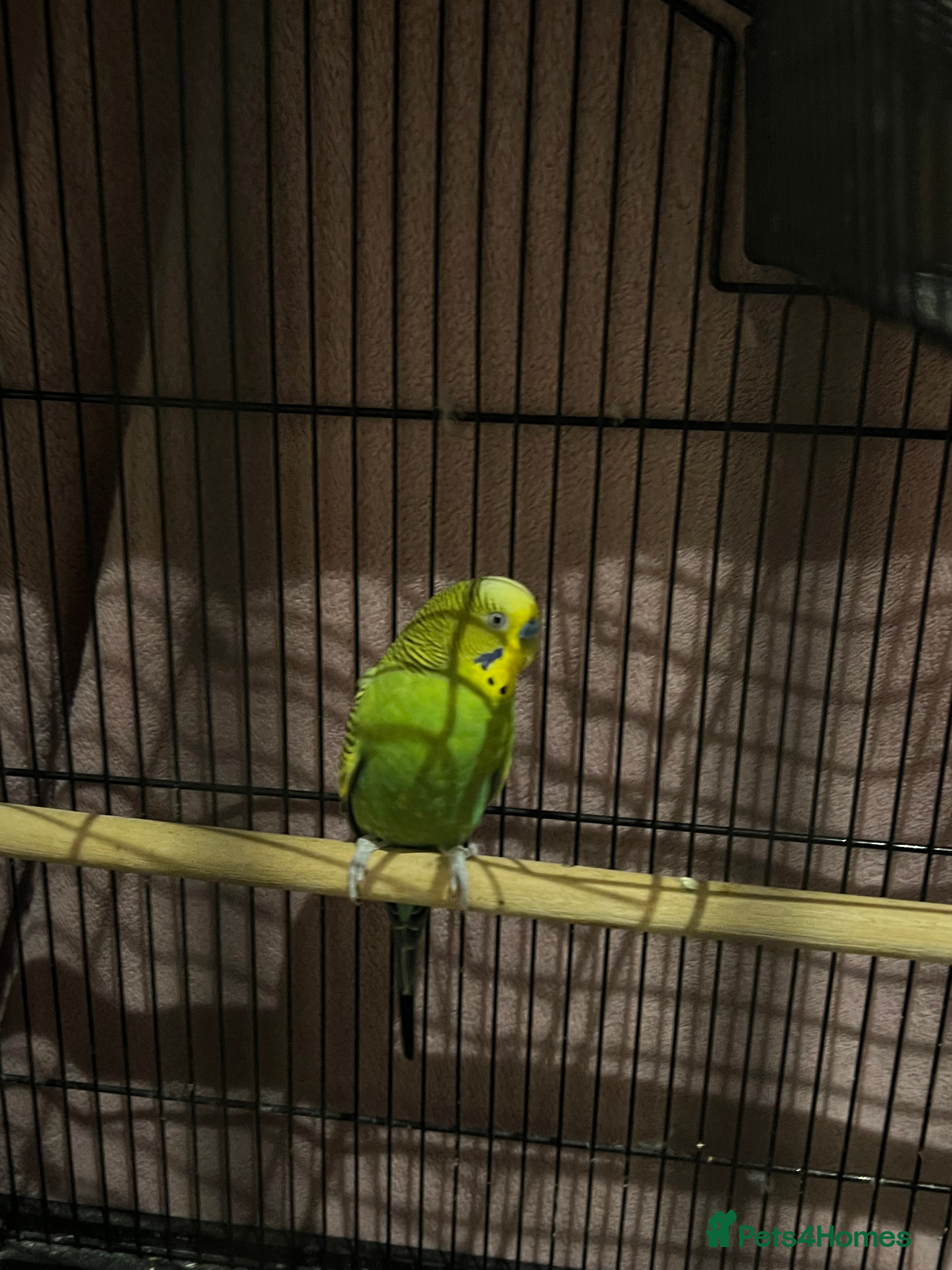 Budgerigars birds Single Budgie  - Advert 2