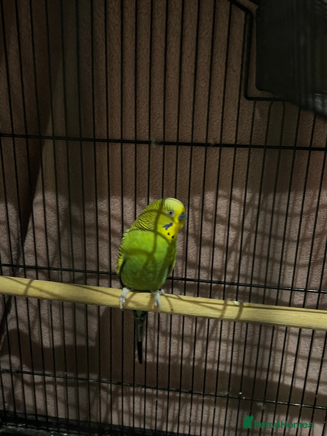 Budgerigars birds for sale: Single Budgie  - Advert 1