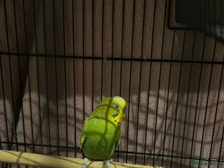 Budgerigars birds Single Budgie - Advert 1