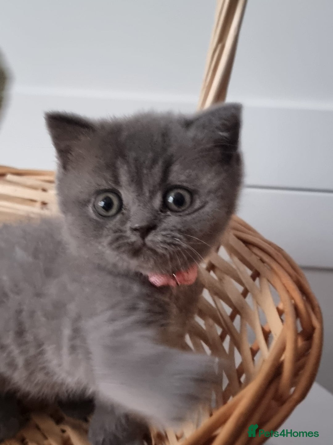 British Shorthair cats for sale: Lilac Blue Female British Shorthair GCCF Pedigree - Advert 6
