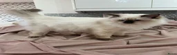 Ragdoll cats for sale: RAGDOLL BOY colour point chocolate pedigree in Birkenhead - Advert 7